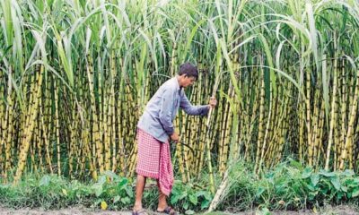 UP cabinet gift to farmers