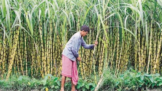 UP cabinet gift to farmers
