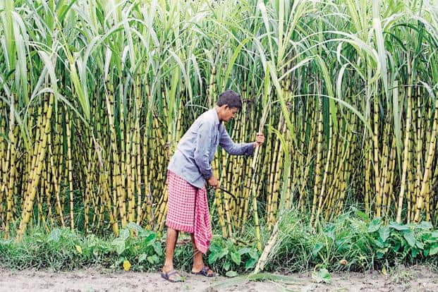 UP cabinet gift to farmers